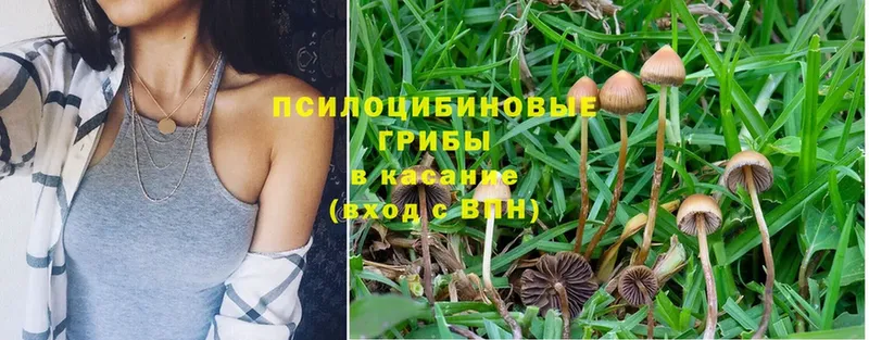 Псилоцибиновые грибы Psilocybe  МЕГА маркетплейс  Армавир 